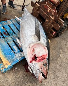 Impressive catch of a King Mackerel fish in Hampton