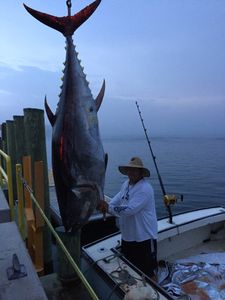 Fish-Species