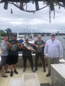 Striped bass catch in NH