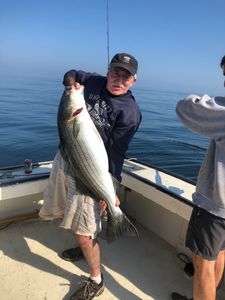 Striped bass fish caught in New Hampshire