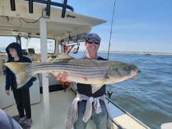 Striped bass caught in NH