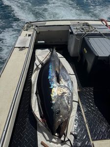 A yellowfin tuna caught in the waters of Hampton