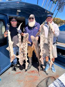 Leopard shark fishing