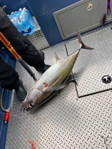 Tuna fishing trip