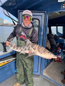 Leopard shark