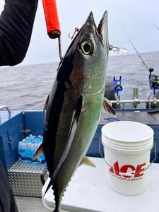 Blackfin tuna caught while fishing in Sacramento