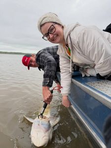 Large fish being measured and tagged during fishing research in Sacramento CA