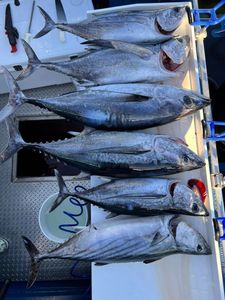 Six Atlantic Bonito and Blackfin Tuna fish caught while fishing in CA