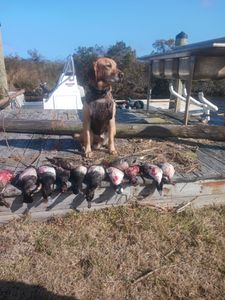 Outer Banks Waterfowl Hunting