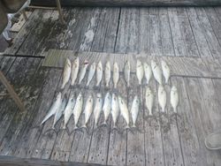 Four fish caught in Manteo fishing and hunting