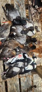 Outdoor fishing and hunting adventure in NC