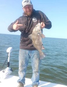 Black drum fish caught in Manteo