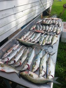 7 bluefish and spanish mackerel caught while fishing in NC