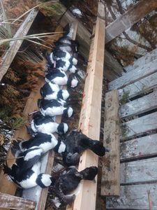 Waterfowl Hunt in Outer Banks