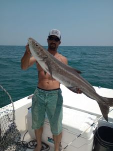 Cobia fish caught while fishing in NC