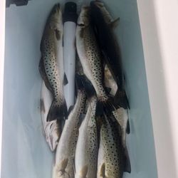 5 spotted weakfish, sea trout, fishing in NC
