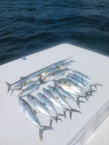 Three Atlantic Sharpnose Sharks in Manteo