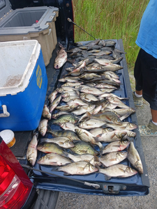 7 white perch caught in Manteo