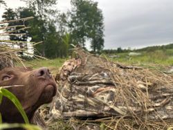 Maine's Wilderness: The Hunter's Paradise