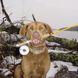 The Best Hunting dog In The Business! 
