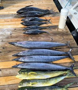 6 Atlantic Sailfish and Wahoo Fish caught while fishing in West Bay