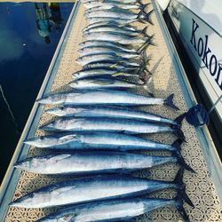 6 fish caught during a fishing trip in West Bay