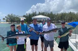 Three mahi mahi fish caught in West Bay