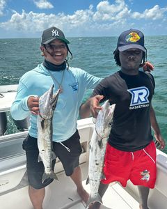Two great barracuda, a large fishing catch in West Bay