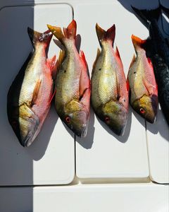 Four fish caught in West Bay