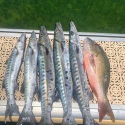 6 fish caught while fishing in West Bay