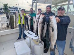 Five striped bass caught in Forked River during fishing cruises