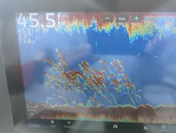 Fish finder sonar display showing underwater vegetation and bottom structure in Forked River NJ waters