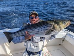 Striped bass caught in Forked River