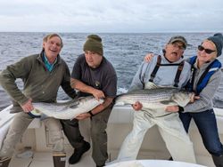 Two striped bass fish caught on a fishing cruise in NJ