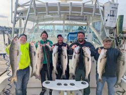 7 striped bass caught during cruises and fishing in Forked River