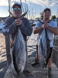 Two large yellowfin tuna caught during fishing trip in Forked River NJ displayed at marina dock