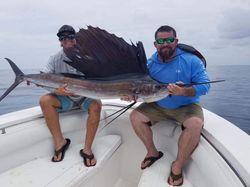Massive Atlantic Sailfish caught while fishing in Fort Pierce