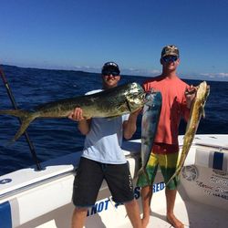 Three mahi mahi or common dolphinfish caught on a fishing trip in Fort Pierce
