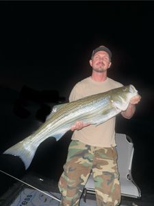 Striped bass caught while fishing in Missouri