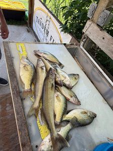 5 fish caught during a fishing trip in MO