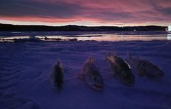 Cast your dreams: Fish in Missouri River! 