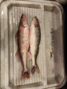 Two fish caught fishing in SD