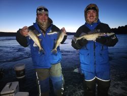 3 walleye fish caught at Academy location