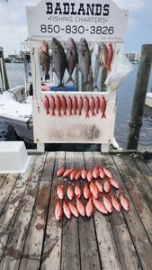 Longfin Yellowtail fish caught in Florida