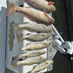 6 spotted weakfish caught in FL
