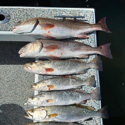 6 spotted weakfish in Holmes Beach