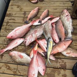10 bluefish caught while fishing in FL