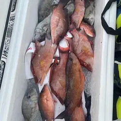Hogfish Fishing in Holmes Beach, FL