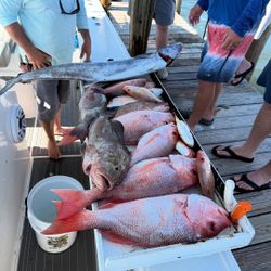 Four fish caught in Holmes Beach, Florida