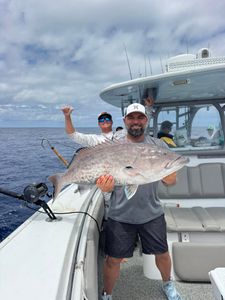 Gag grouper caught on fishing charter boat in Holmes Beach Florida waters